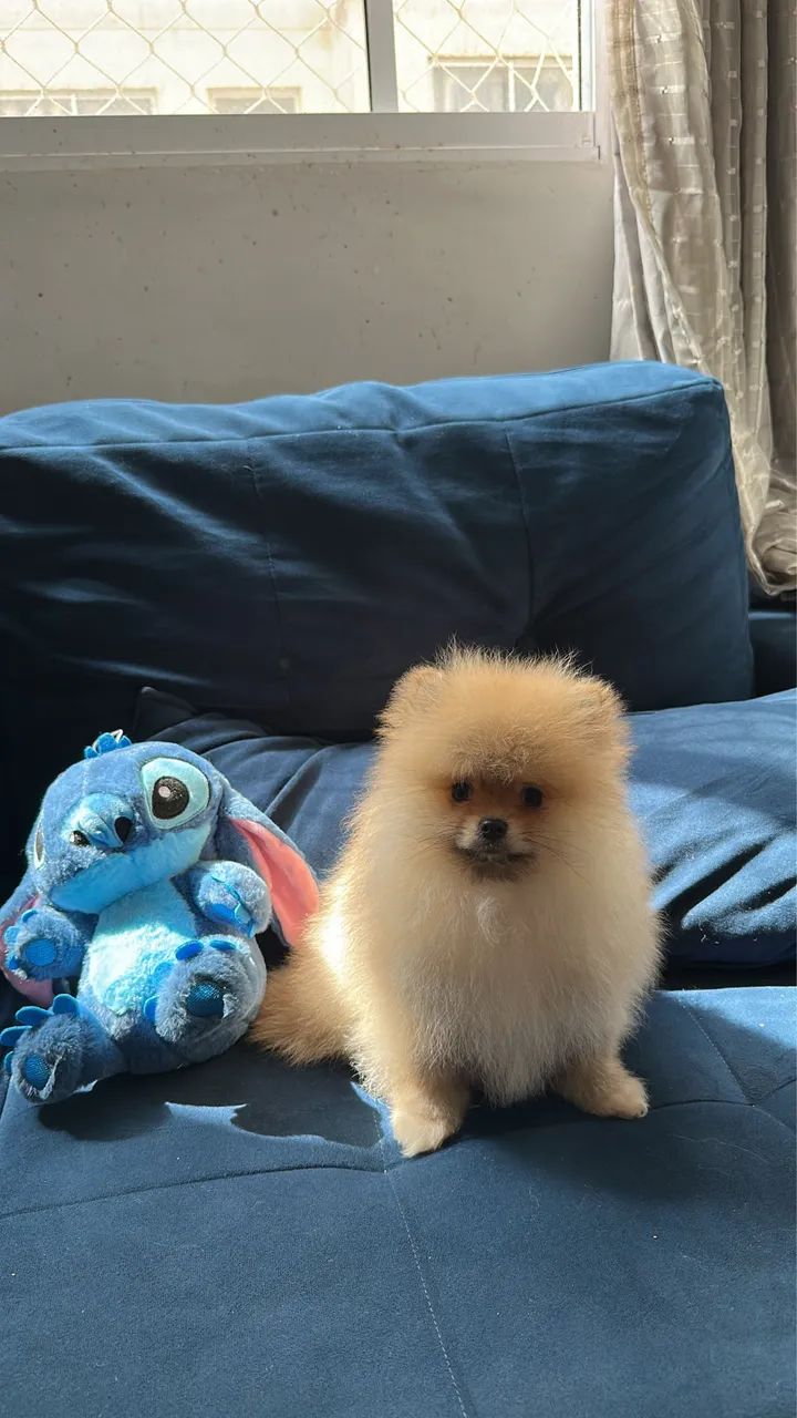 Spitz alemão 