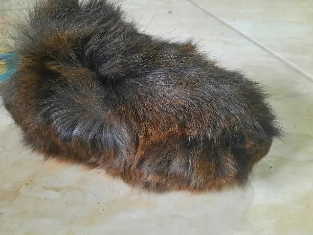 Porquinho da índia Angorá