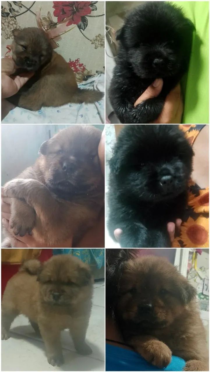 Chow Chow ? - Foto 2