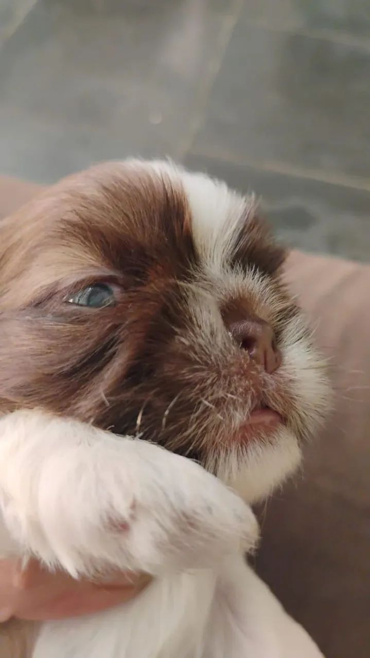 Mini shitzu macho fígado olhos verdes 