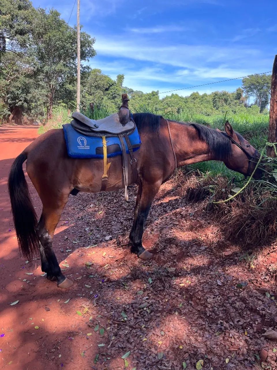Cavalo - Foto 5