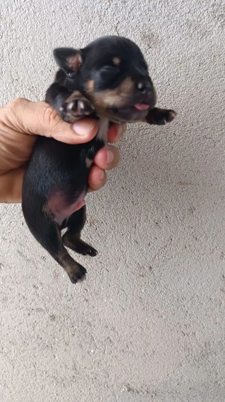 Pinscher miniatura - Foto 3