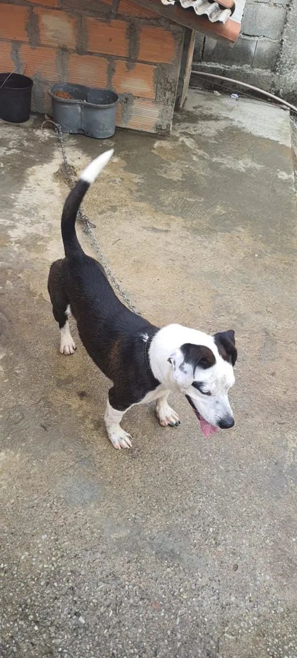 Cachorro para doação  - Foto 5