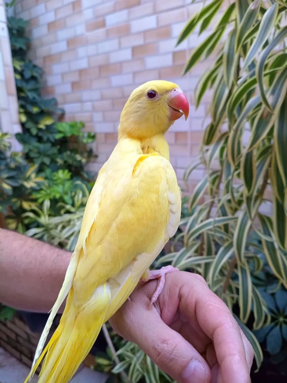 Gaiola 
