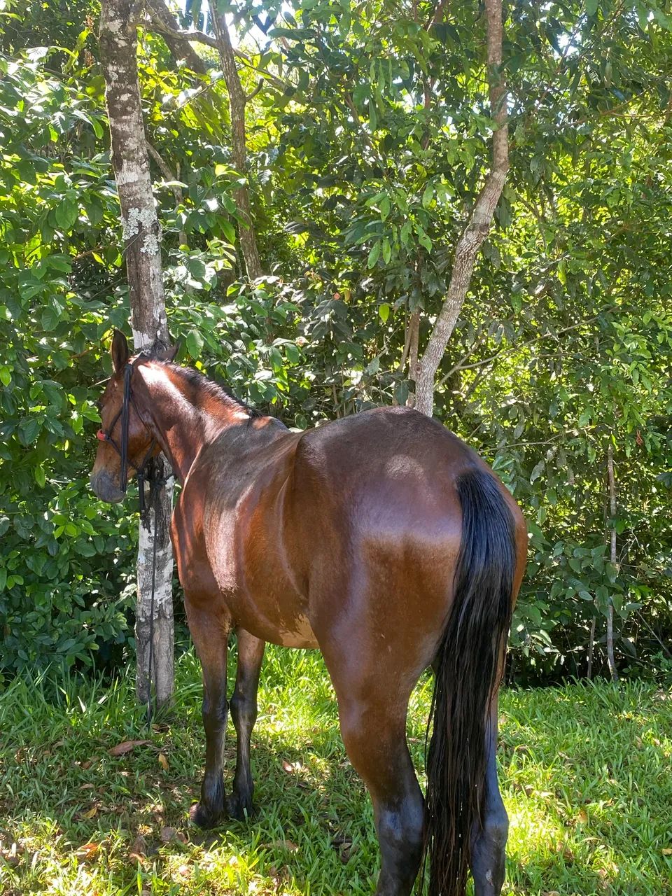 Cavalo para cavalgada é lida