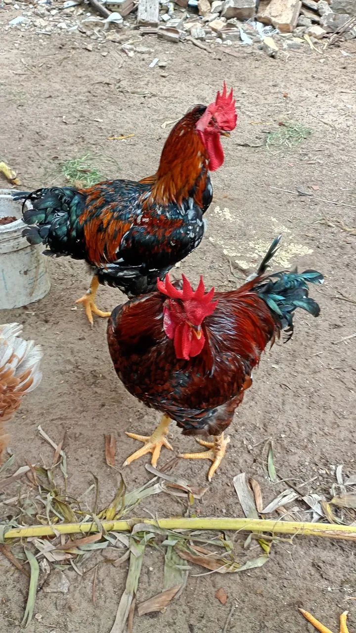 Frango da raça balão - Foto 2