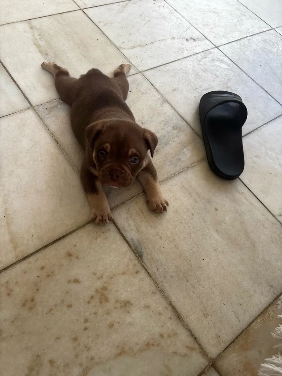 American bully com pedigree a venda - Foto 4