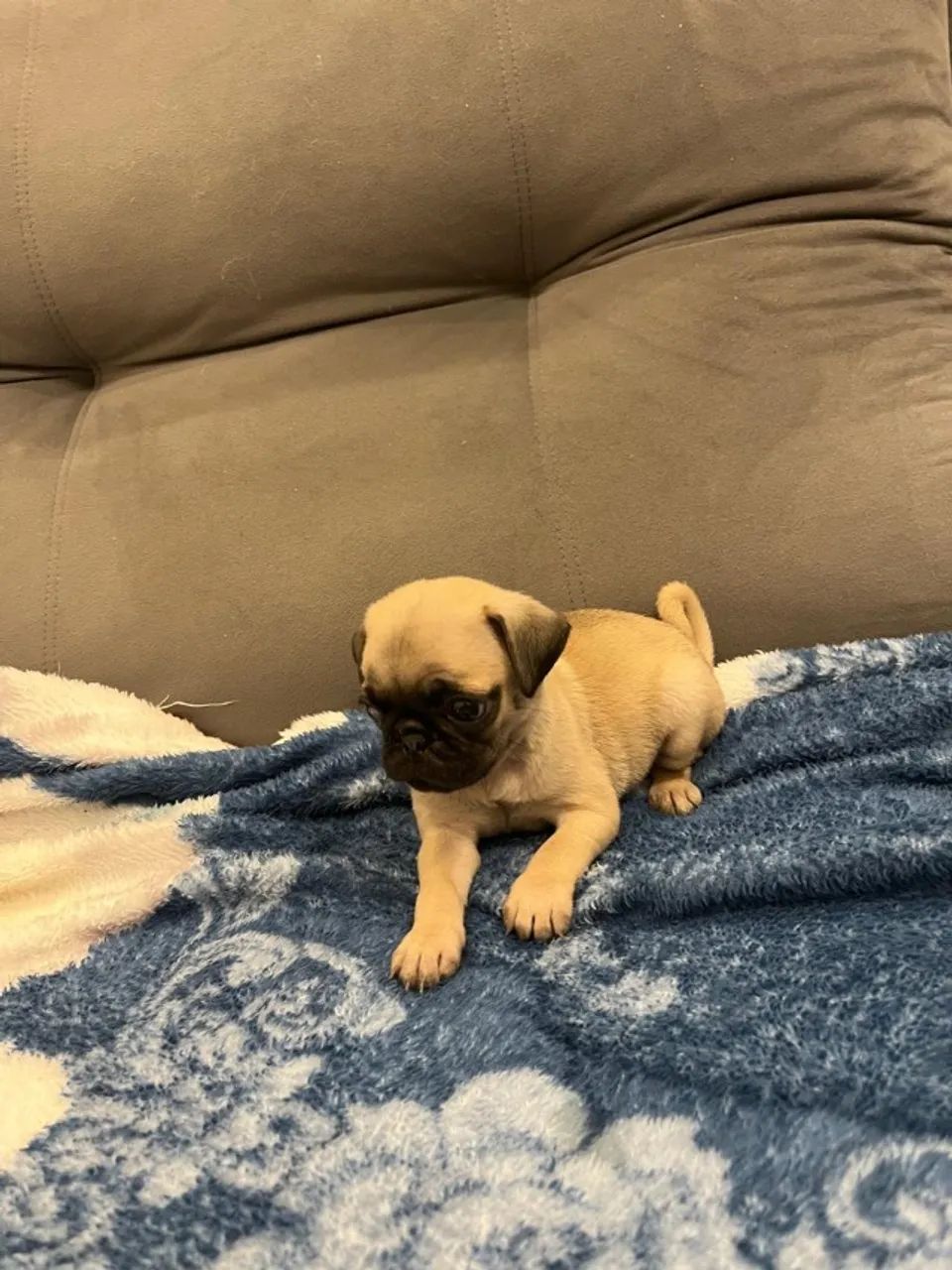 Lindo filhotinho de pug  - Foto 2