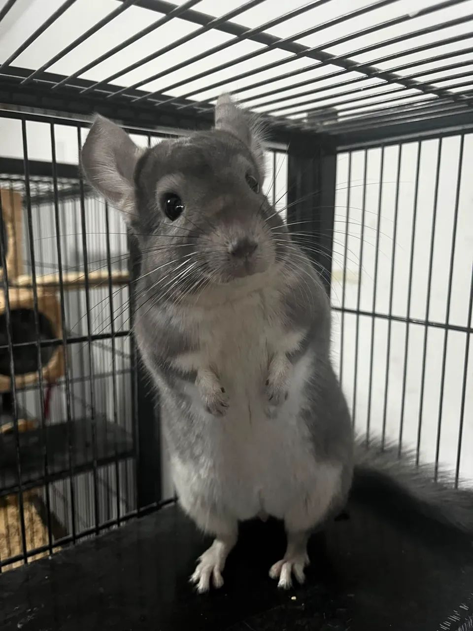 Chinchila  - Foto 2