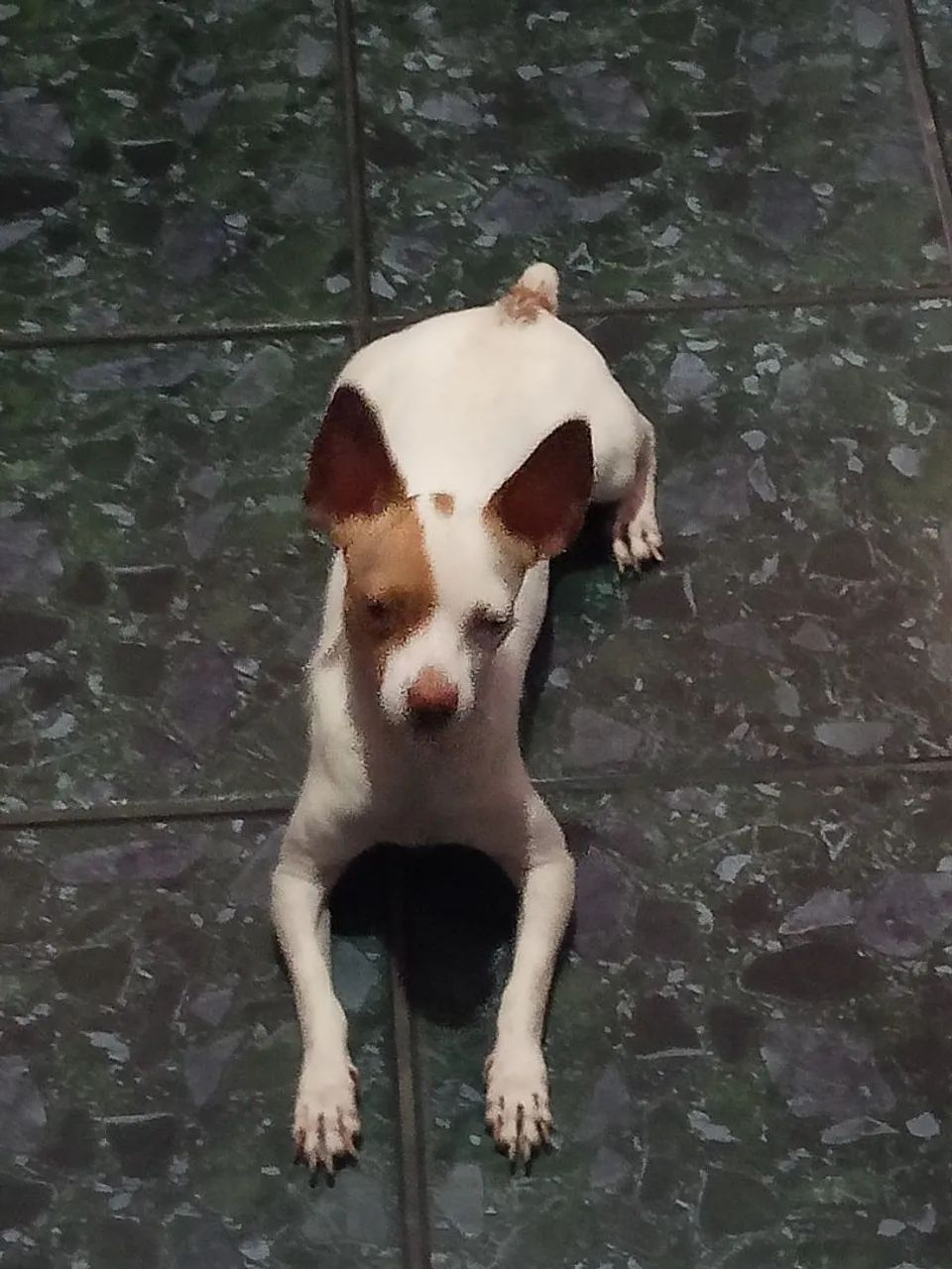 Vendo um Pincher macho . - Foto 2