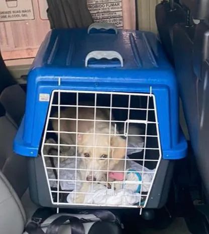 Caixa de Transporte Pet Grande nº 5 - Usada apenas 2 vezes - Ótimo estado - Foto 3