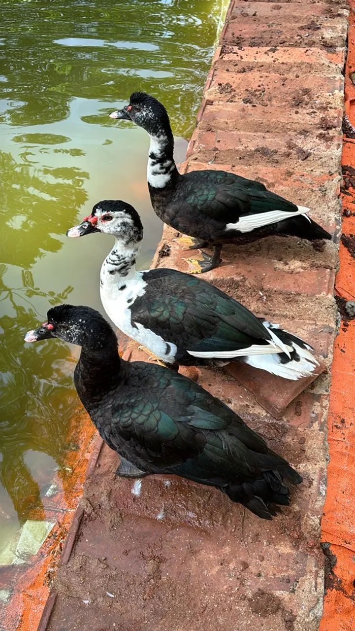 Vendo patos 