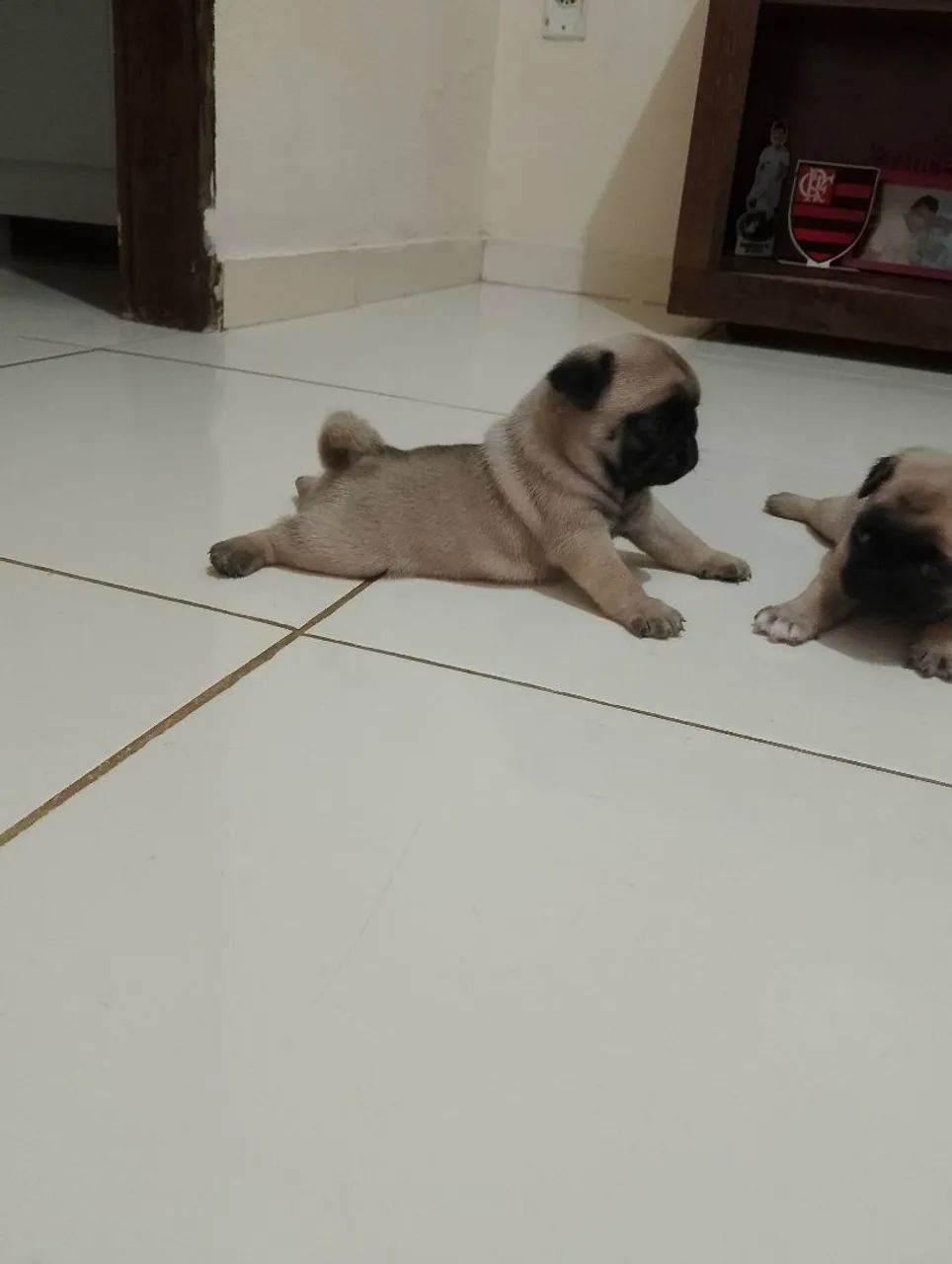 Pug disponível para reserva 