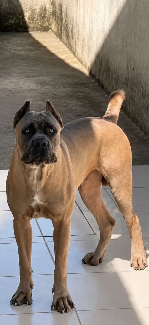 Cane corso disponível para cobertura 