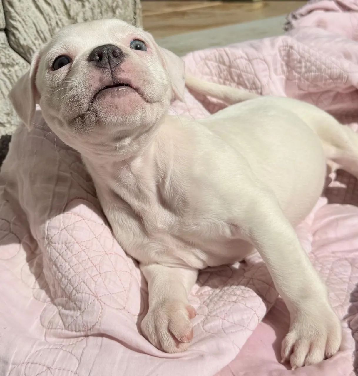 American Bully  - Foto 2