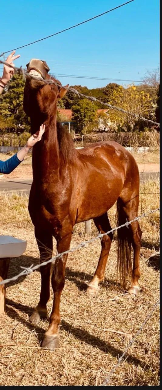 Vendo ou troco Cavalo manga larga marchador  - Foto 4