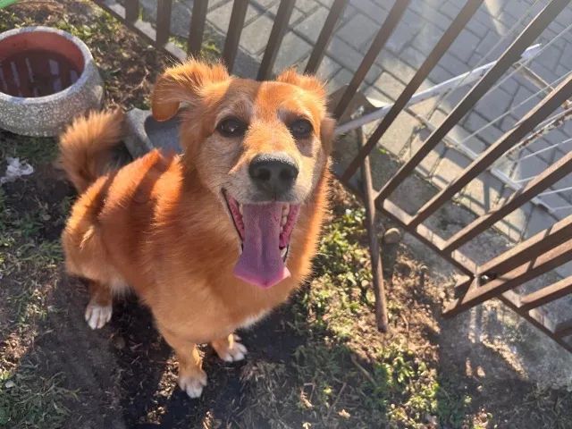 Cachorro doação 