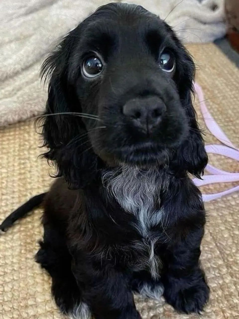 Filhotes de Cocker spaniel - Foto 3