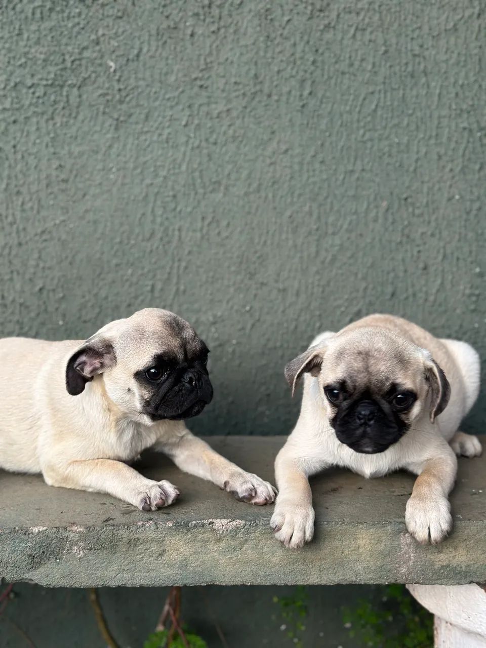 Pug machos - Foto 5