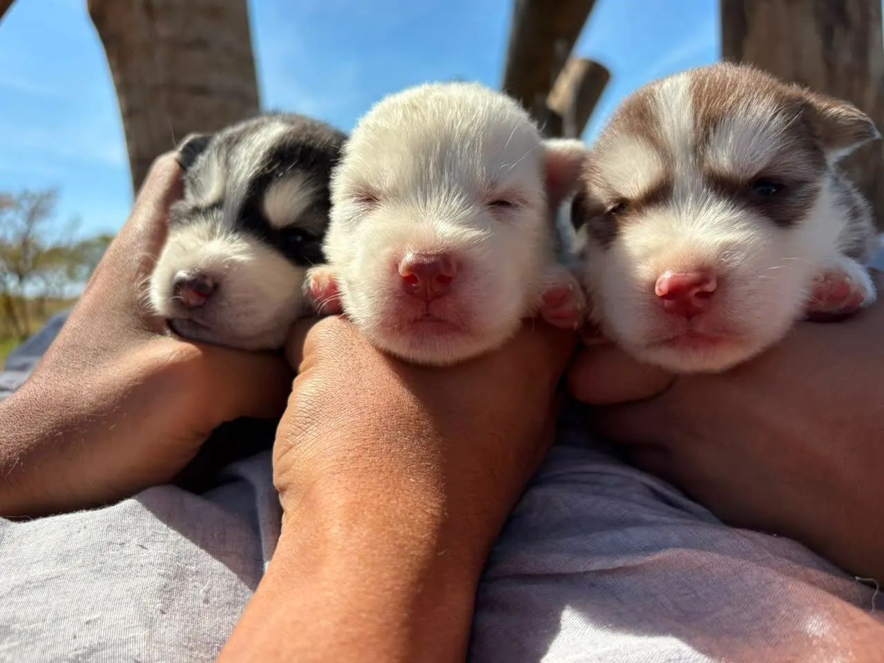 Husky siberiano  - Foto 2