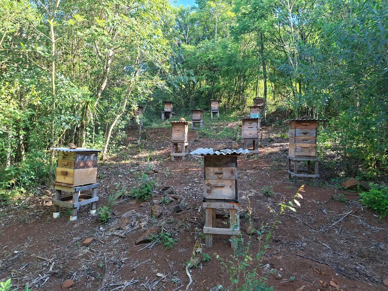 Mel de abelha europa - Foto 3