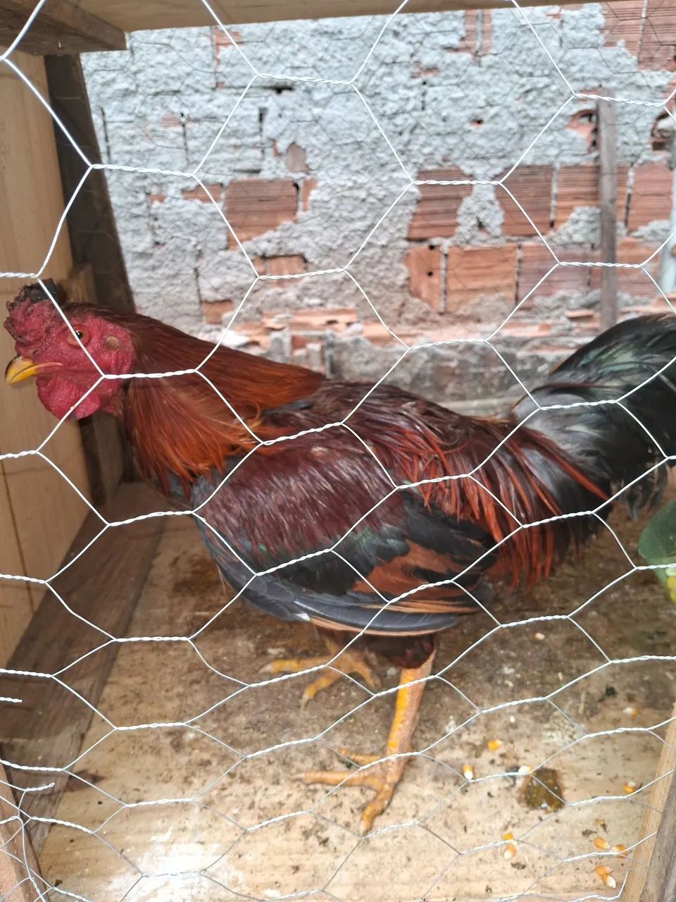 Galinhas - Foto 3