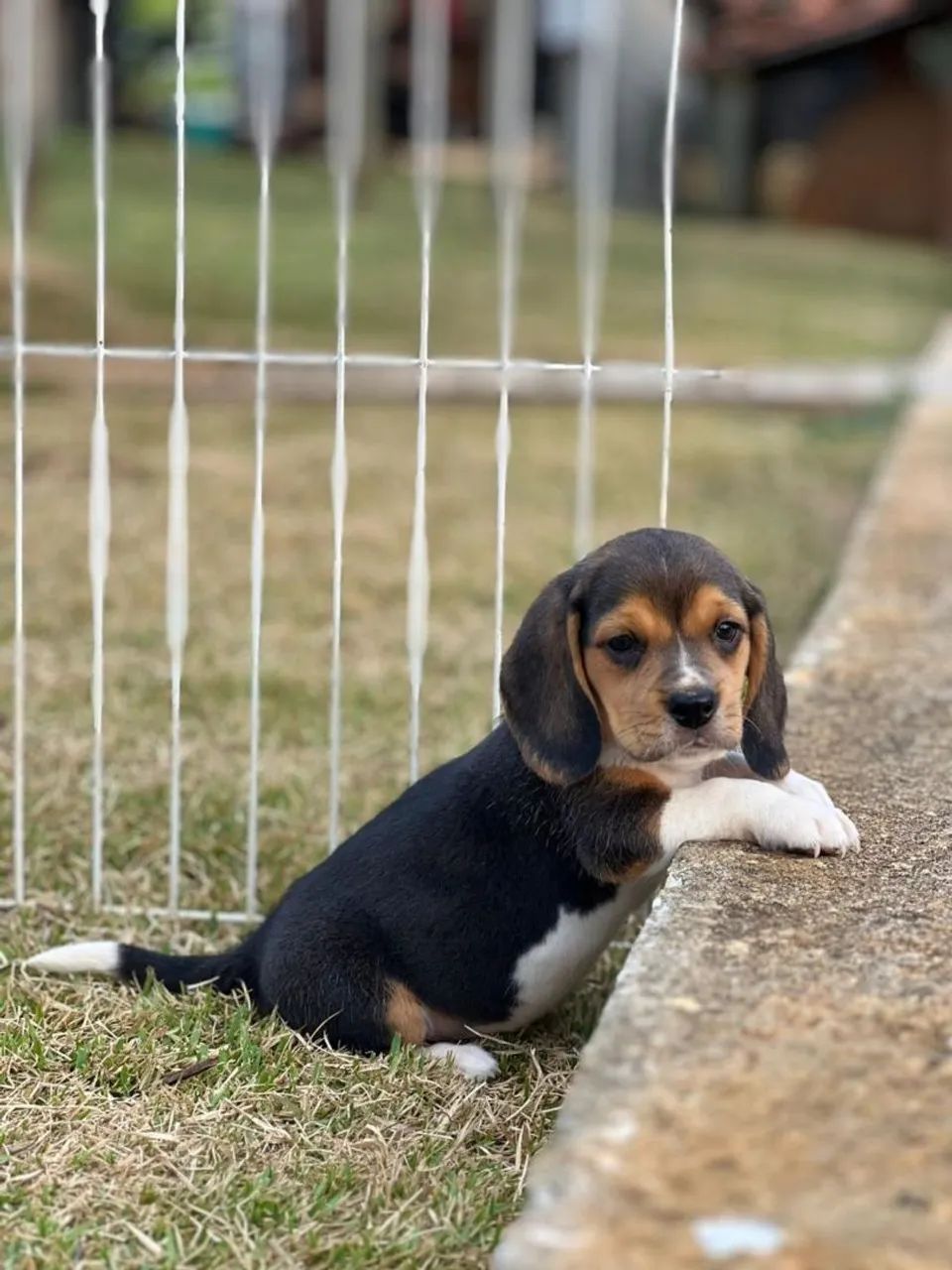 BEAGLES PERFEITOS - Foto 3