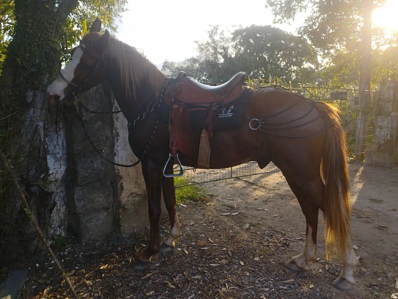 Mangalarga e jumenta pêga  - Foto 2