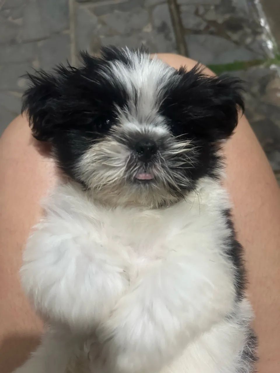 Shihtzu  - Foto 2