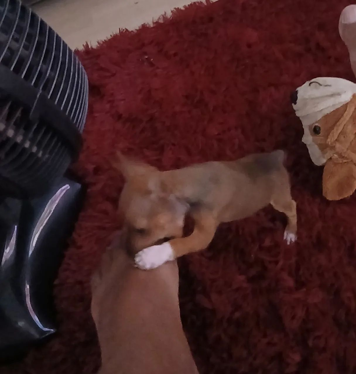 Pinscher  machinho  - Foto 5