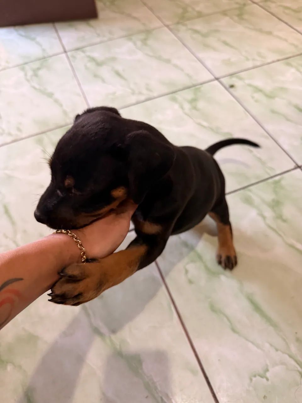 Cachorro  - Foto 2