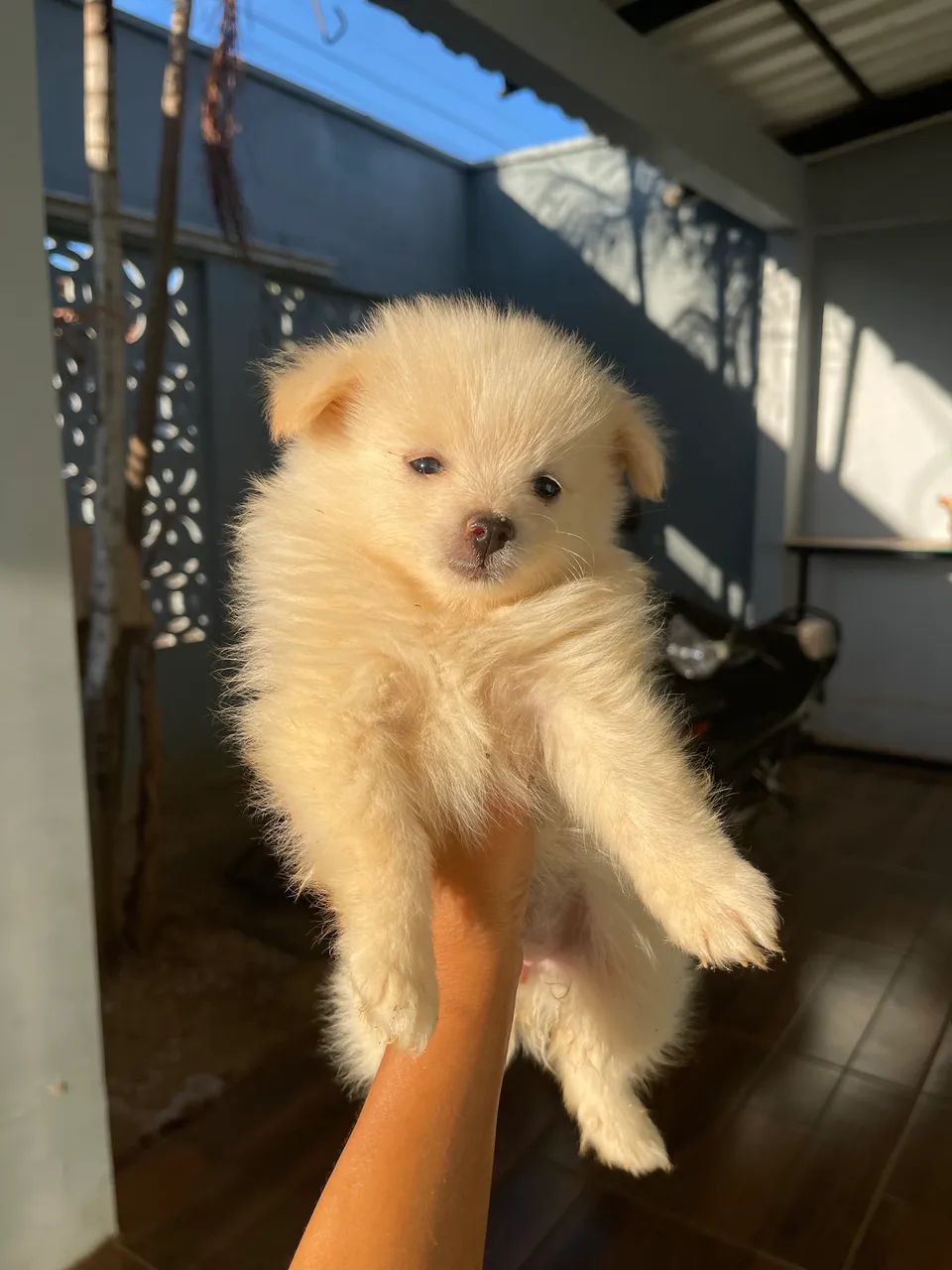 Vendo Spitz alemão ( macho e fêmea ) - Foto 2