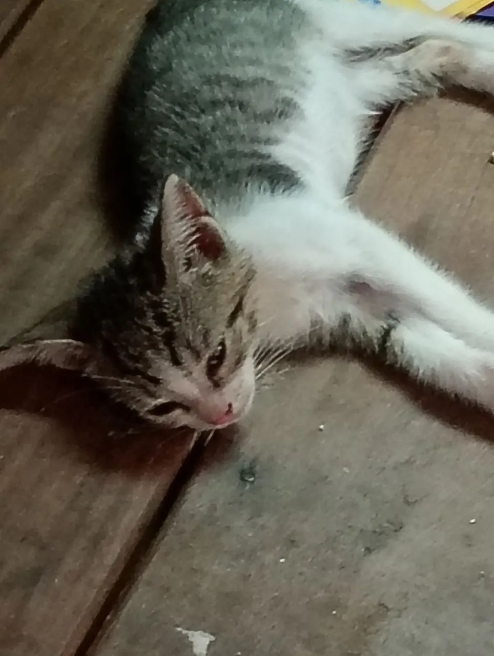 Doação de amor - Foto 2
