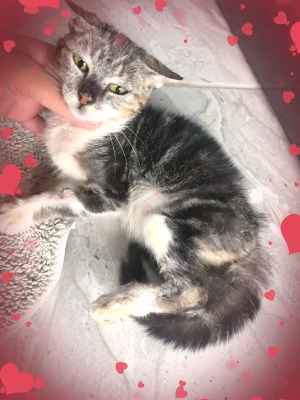  Doação Gatinhos Maine coon