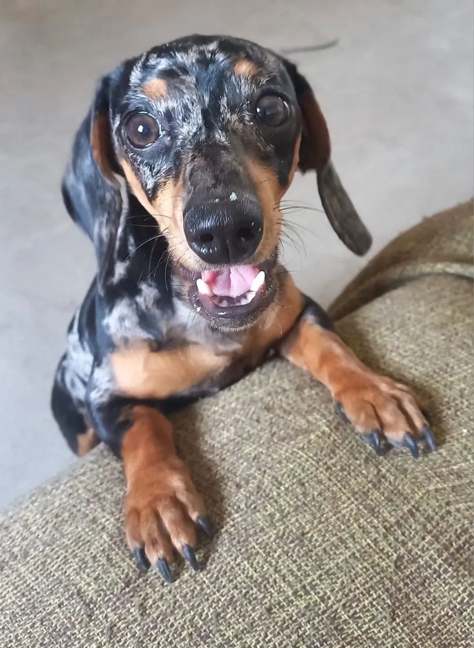 Busco macho de Dachshund para cruzar - Foto 2