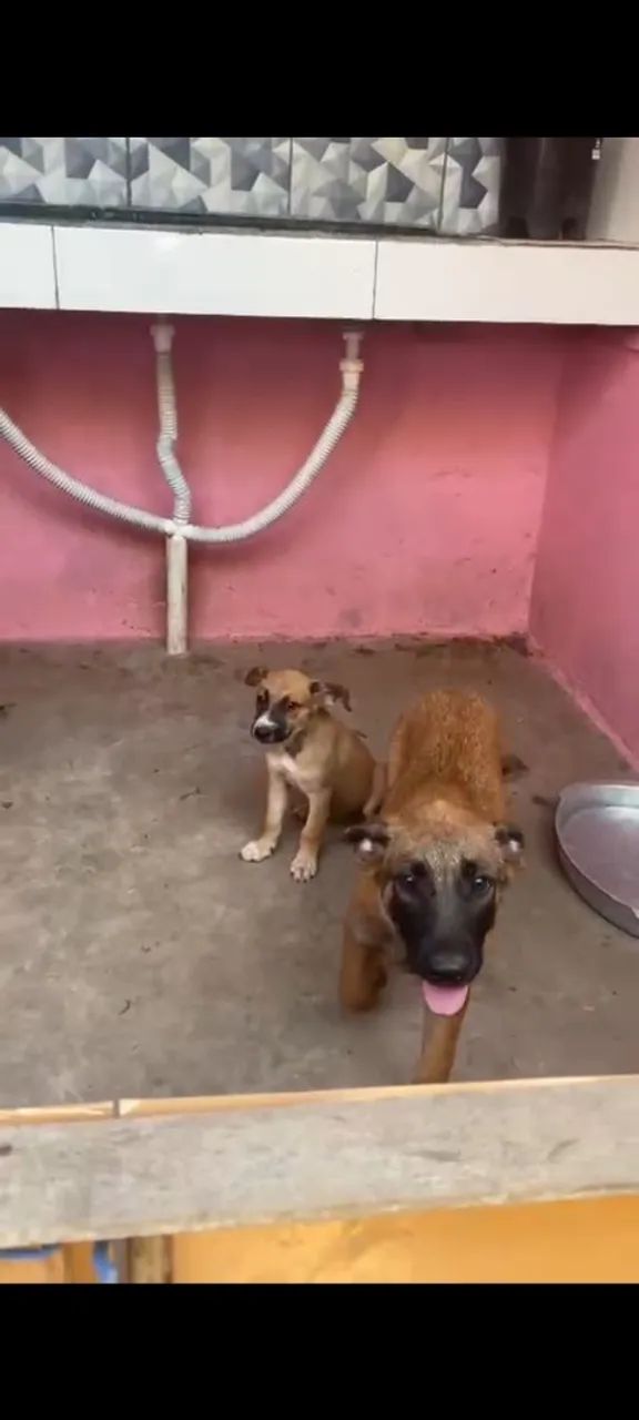 Pastor belga malinois  - Foto 4