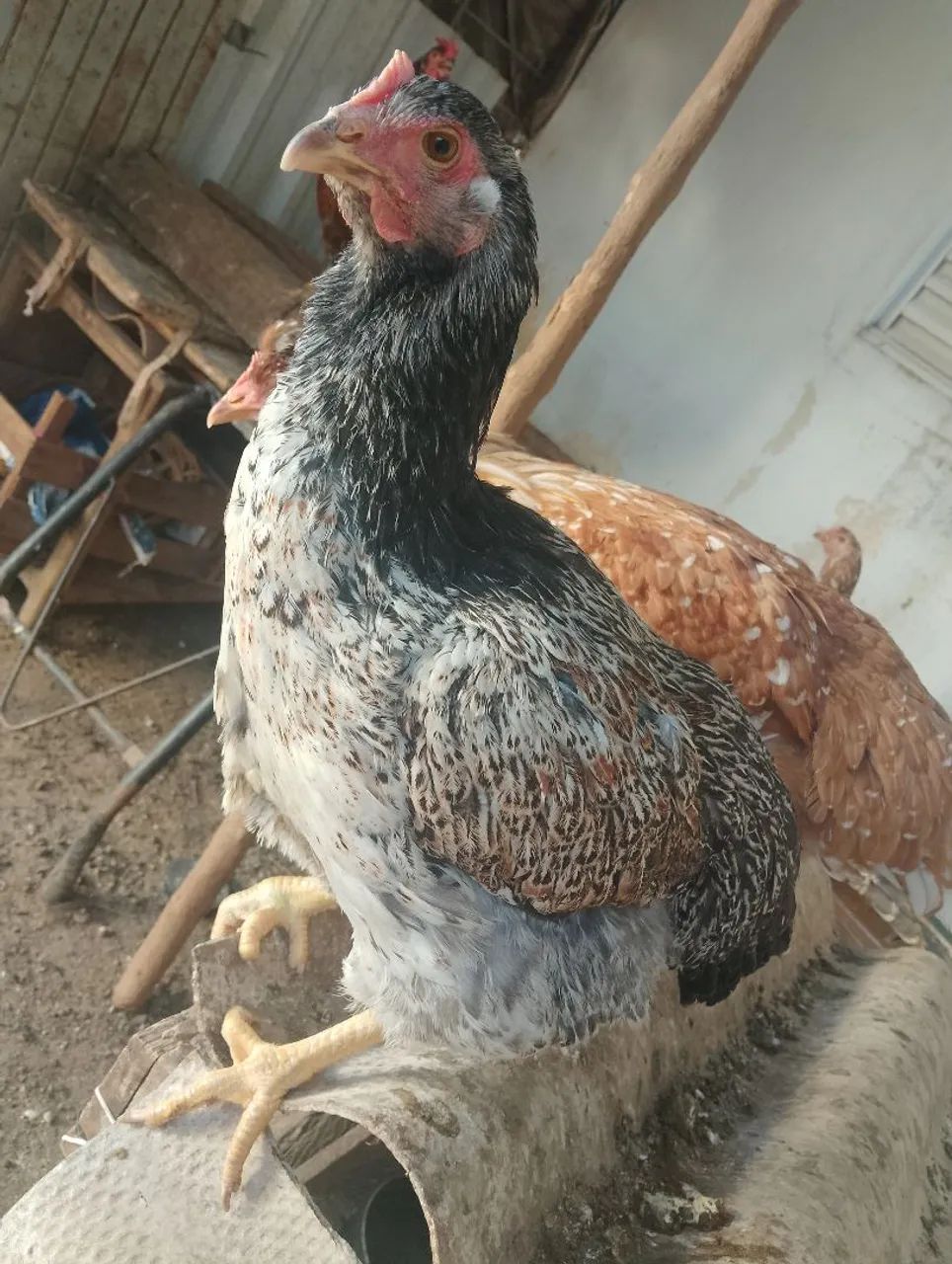 Franga gsb 