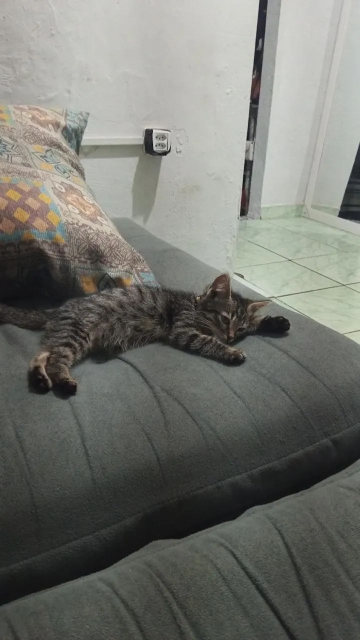 Gatinho filhote  - Foto 2