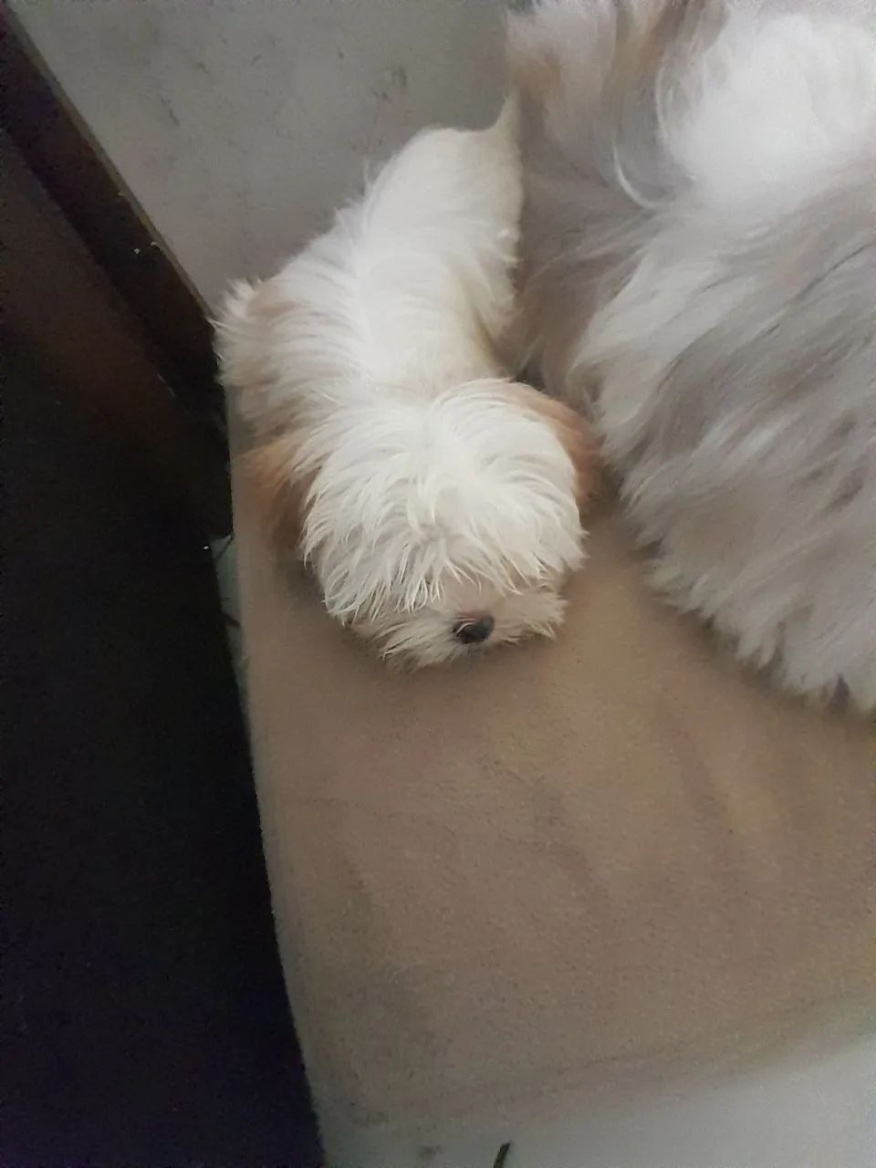 Fêmeas lhasa 