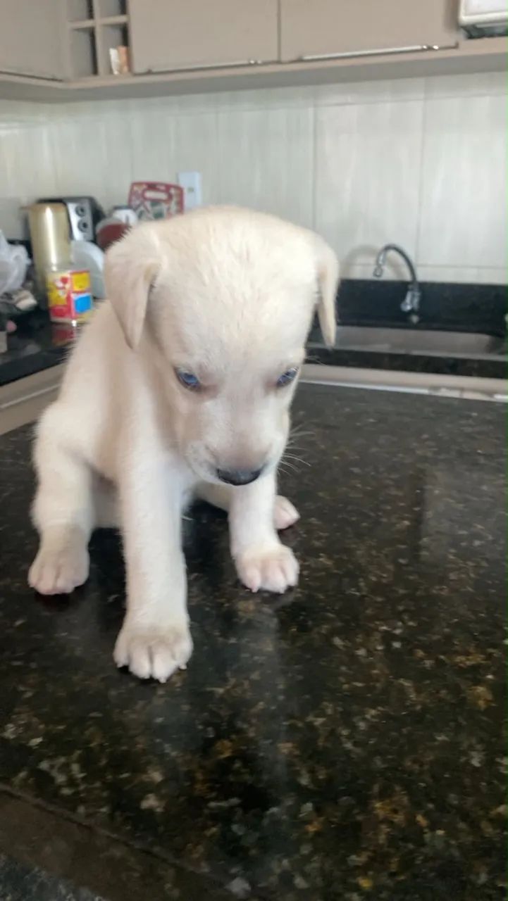 Filhotes de husky com labrador  - Foto 2