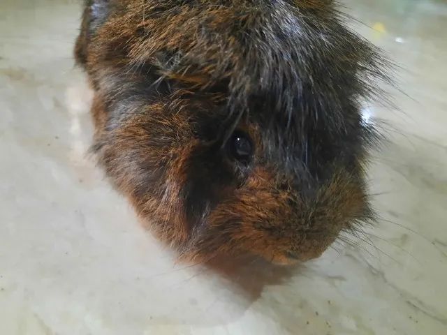 Porquinho da índia Angorá - Foto 3