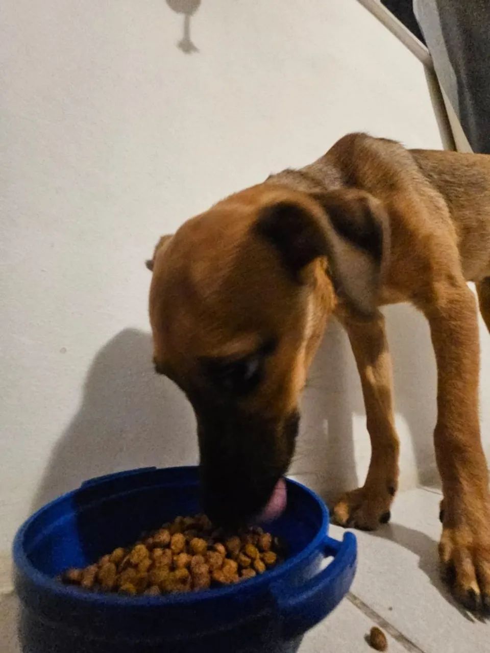 Doa-se cachorro filhote - Foto 4
