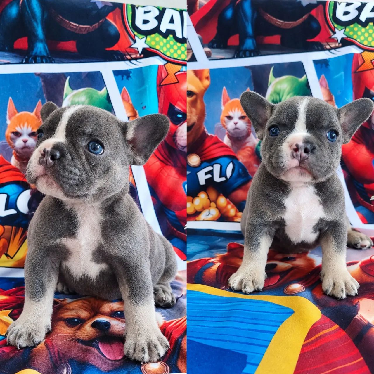 Bulldog Francês perfeição ? - Foto 2