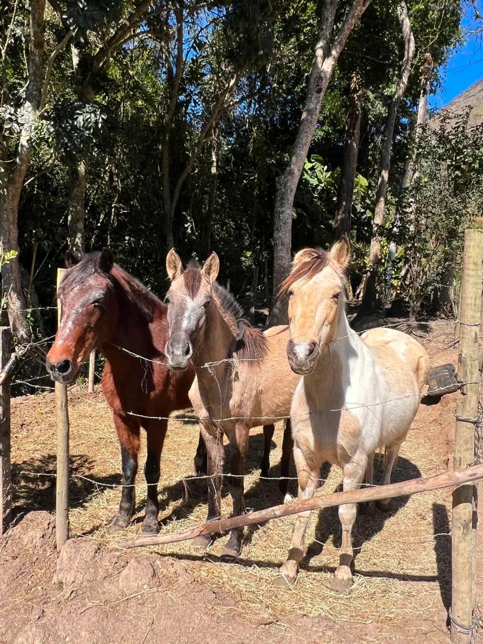 Cavalos  - Foto 2