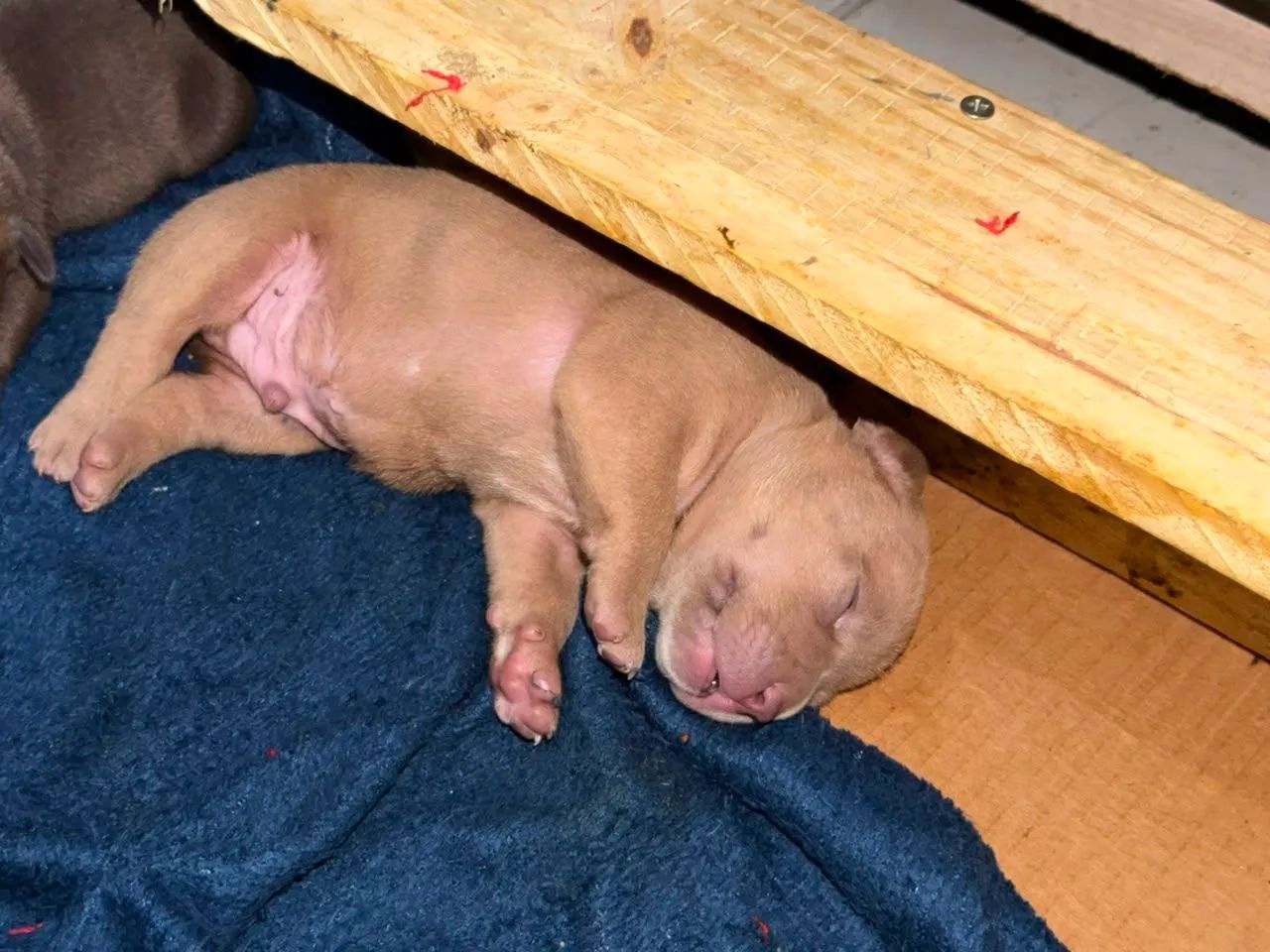 American Bully Micro - Foto 4