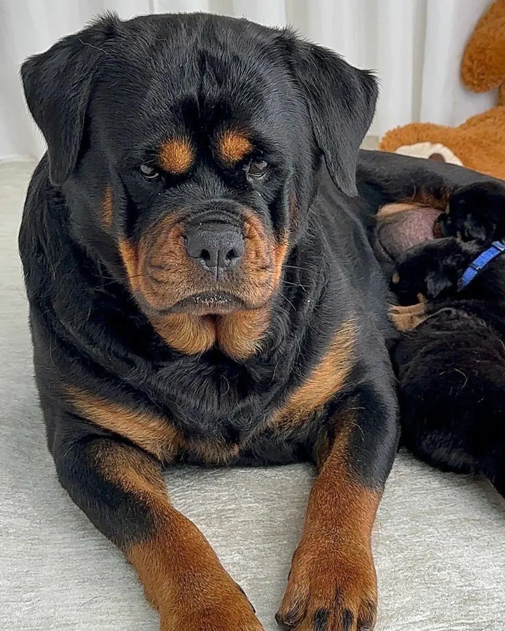 Rottweiler alemão 