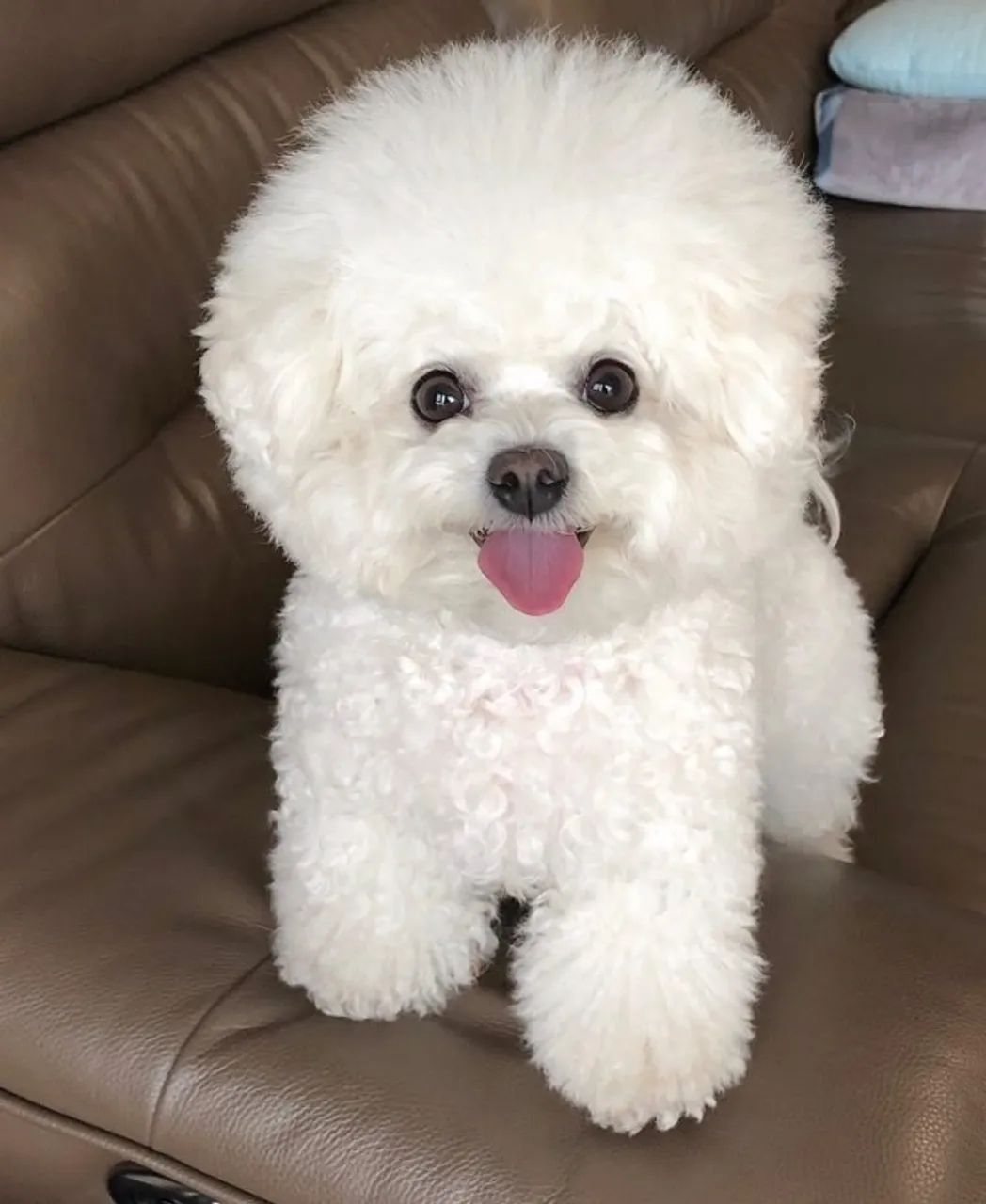 Bichon Frise