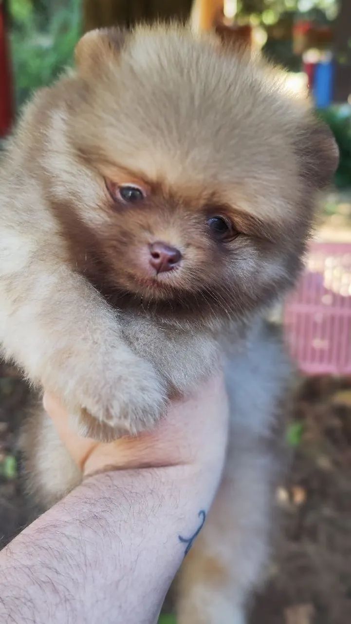 Spitz alemão anão  - Foto 2