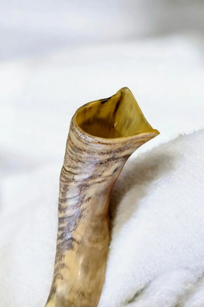 Shofar de antílope Israel  - Foto 4