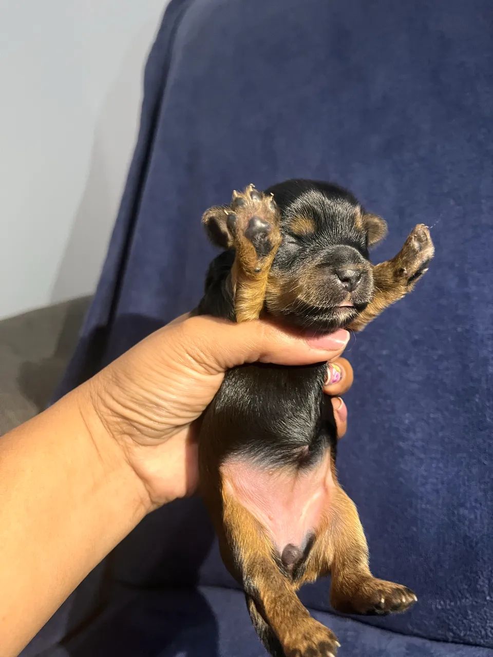 Cachorro yorkschire